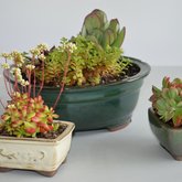 Bonsai succulents